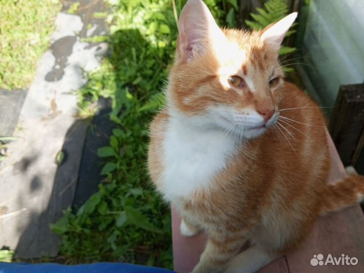 Рыжее солнышко