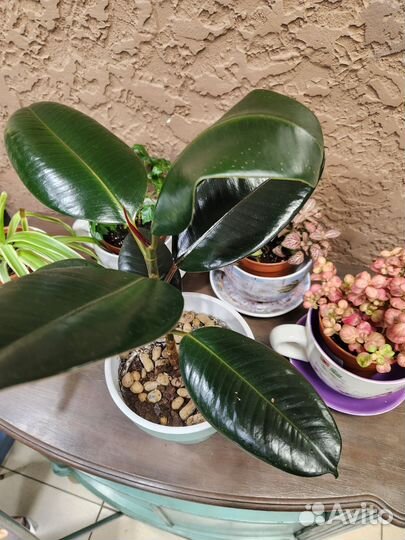 Фикус каучуконосный