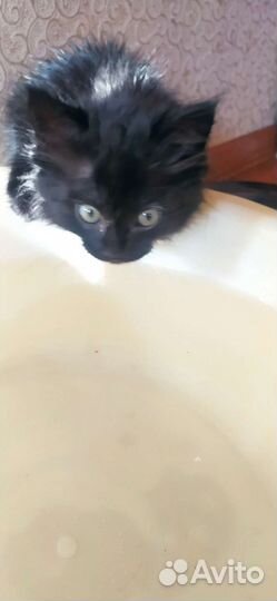 Отдам в добрые руки маленькую кошечку