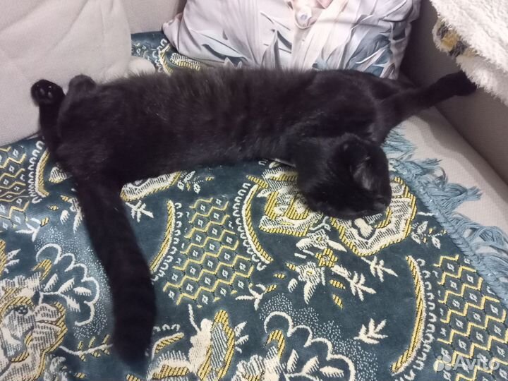 Шотландская вислоухая кошка