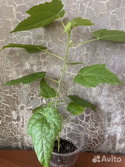 Абутилоны гибридные