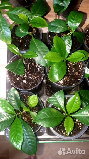 Гардения жасминовидная