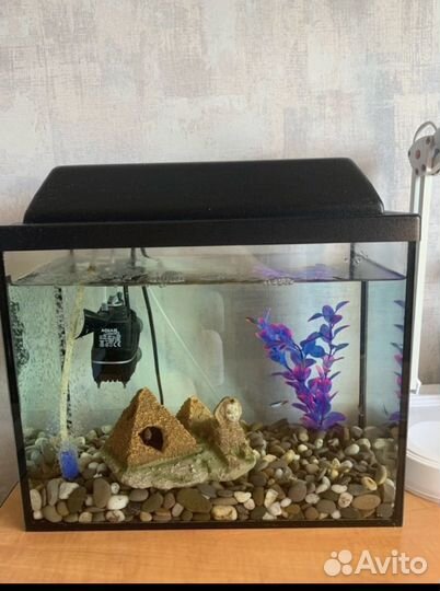 Аквариумные рыбки, аквариум