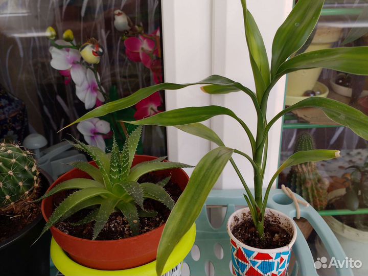 Комнатные цветы