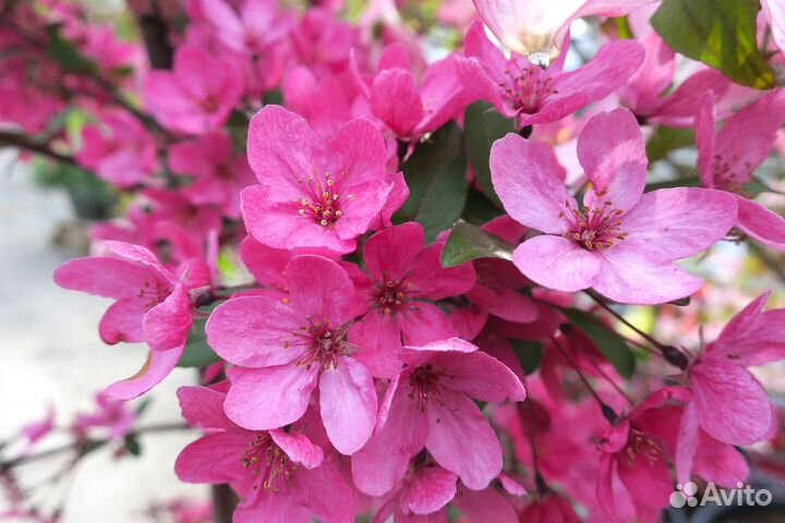 Яблоня Недзвецкого