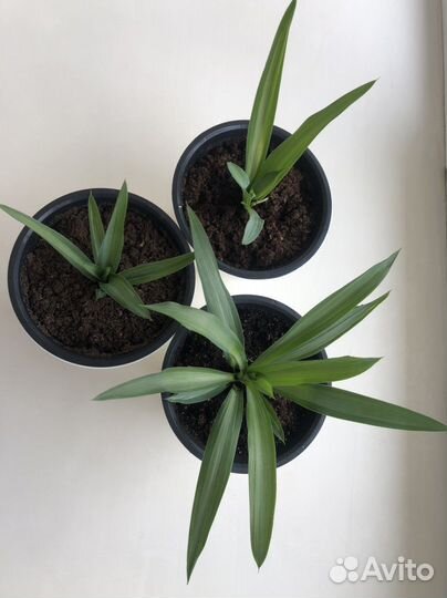 Пальма юкка