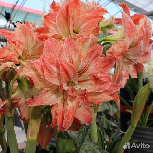 Гиппеаструм амариллис