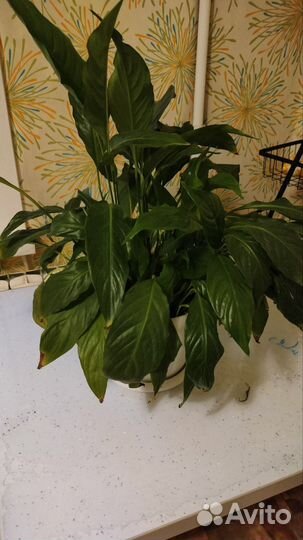 Спатифиллум