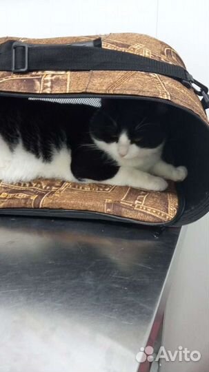 Огромный кот в дар