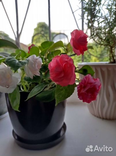 Бальзамин мини