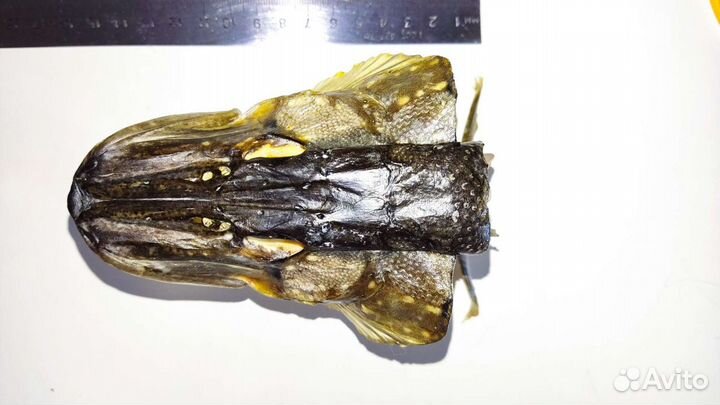 Голова щуки