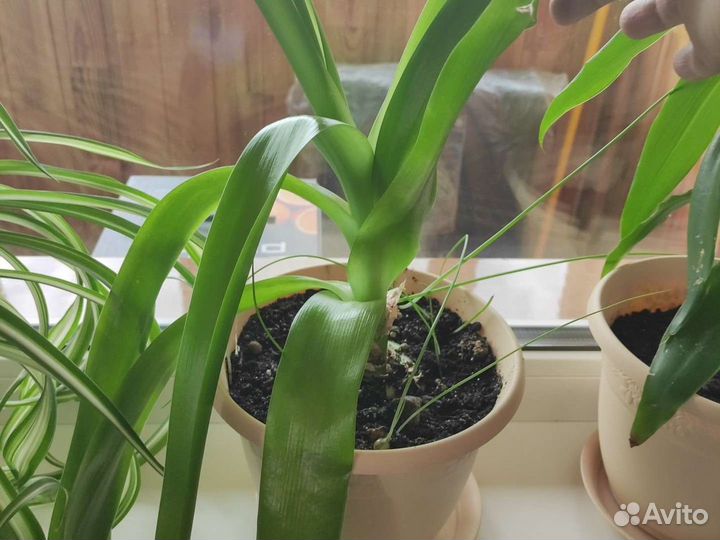 Алоэ вера, каланхоэ, золотой ус, индийский лук