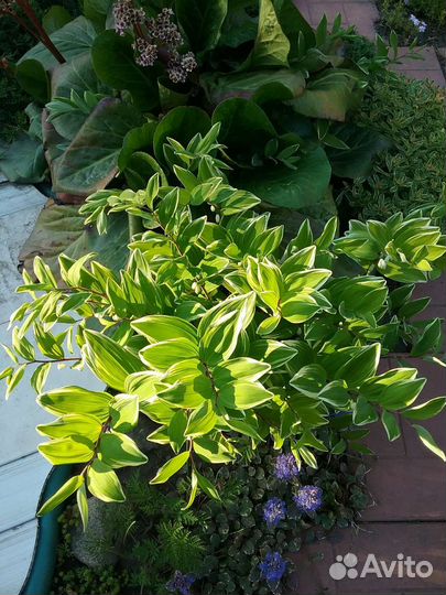 Купена вариегатная