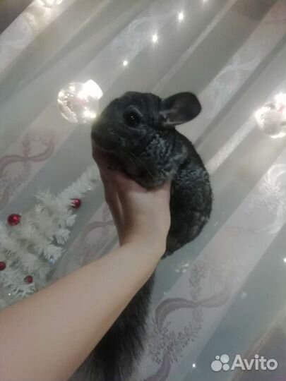 Продаются шиншилы