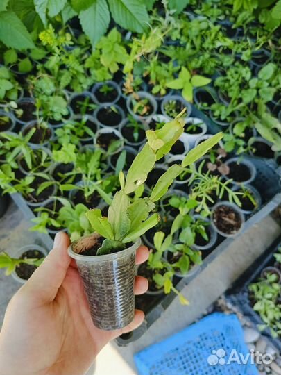 Декабрист (рождественник)