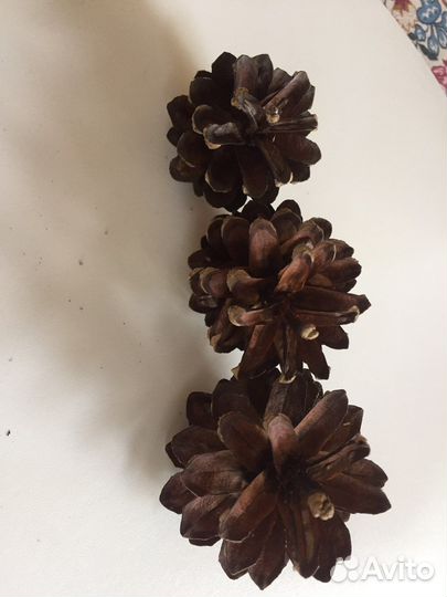 Шишки сосновые продать