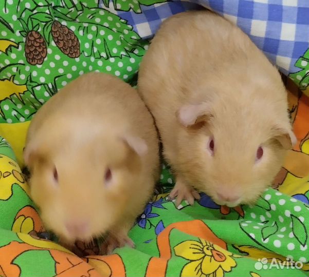 Морские свиночки малыши