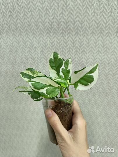 Сциндапсусы, антуриум кристаллинум