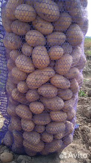 Продам картофель оптом