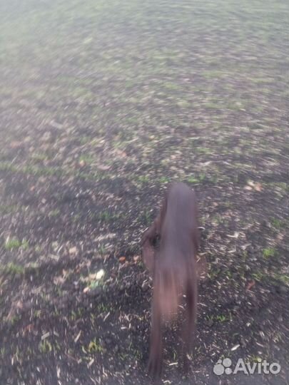 Собака дратхаар