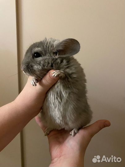 Шиншилла