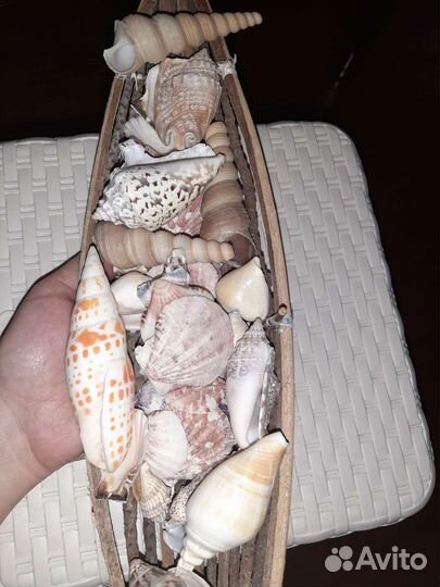 Морские ракушки для декора