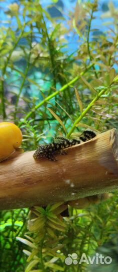 Сомики анциструсы