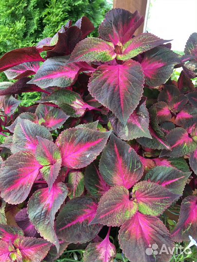 Продам срез колеусов