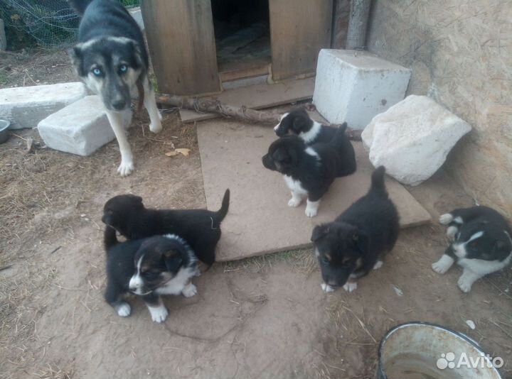 Щенки от хаски и дворняшки