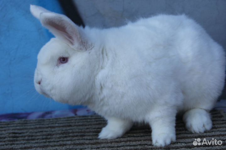 Кролики нзб