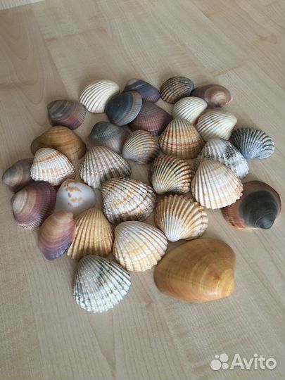 Морские ракушки раковины