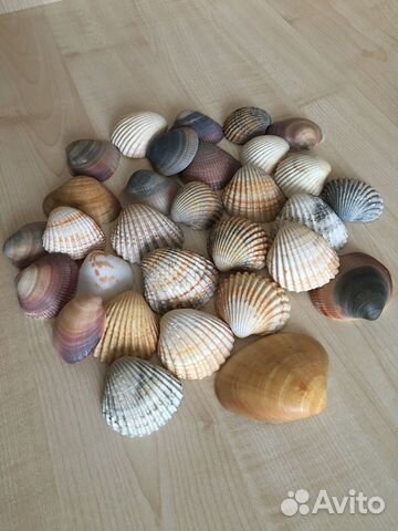Морские ракушки раковины