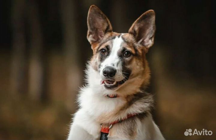 Собаки бесплатно в добрые руки