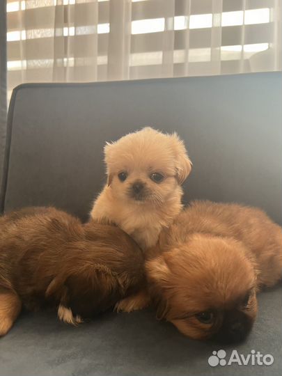 Щенки пекинеса