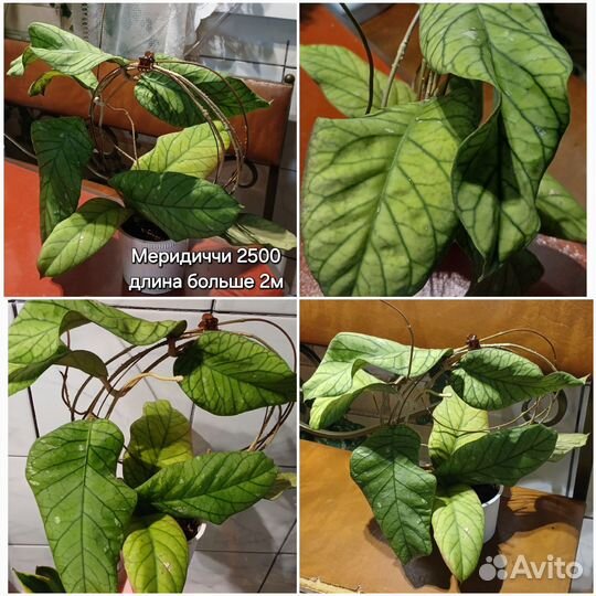 Хойя Каудата сильвер сплеш