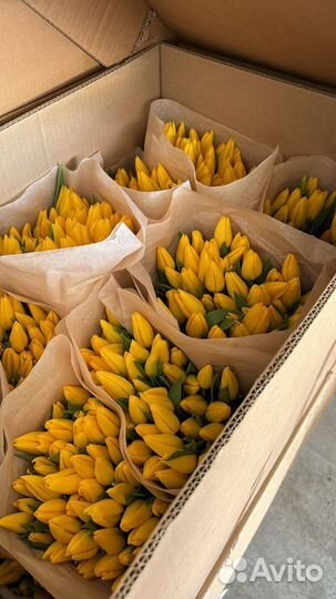 Тюльпаны опт от 200