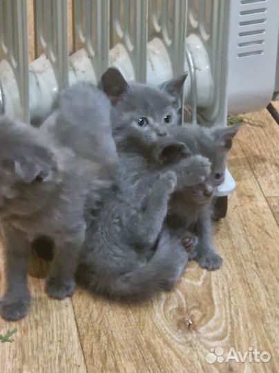 Вислоухие котята