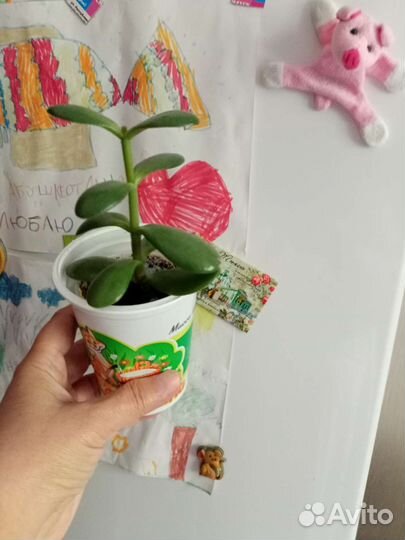 Денежное дерево Толстянка