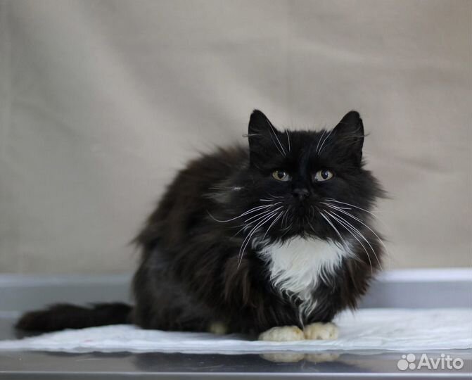 Красавчик котик Валет ищет дом