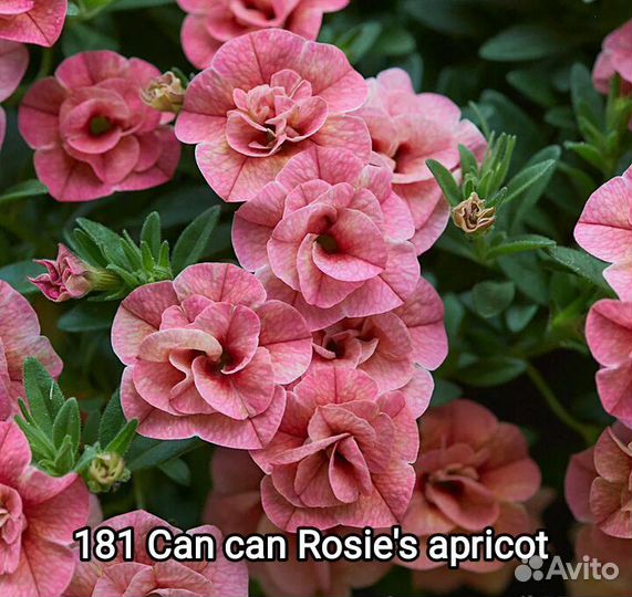 Калибрахоа махровые