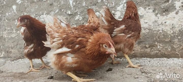 Куры несушки молодки