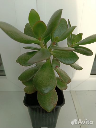 Тростянка денежное дерево