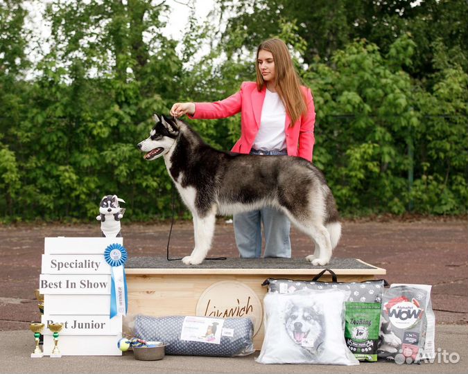 Хендлер, грумер, экспресс-линька