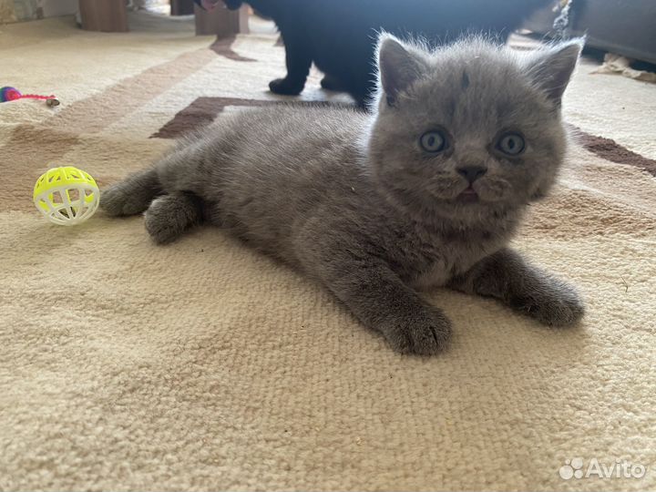 Британская кошка