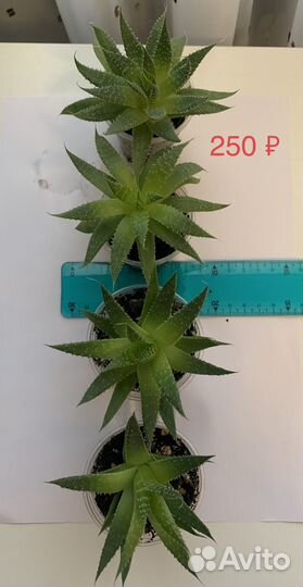 Хавортия цветущая (суккулент)