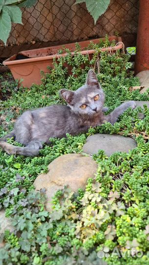 Котята от британской кошки