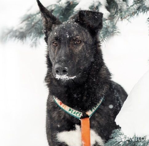 Собака в добрые руки