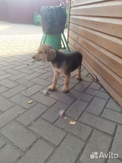 Щенки русской гончей