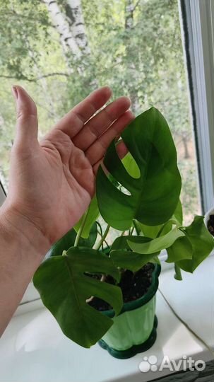 Монстера редкая мини лиана