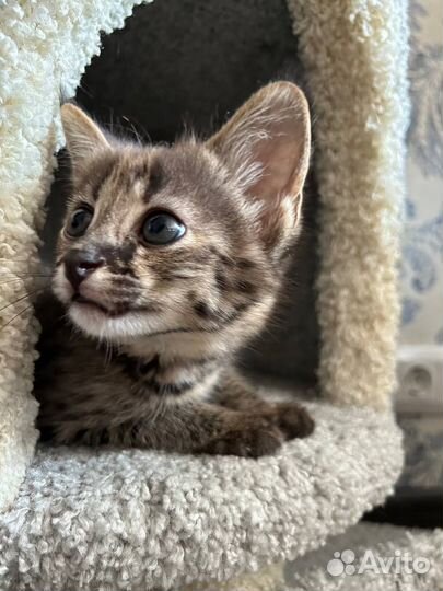 Котята саванна ф1 65%